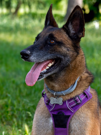 Photographie animalière cheval Loire par Océane Torres