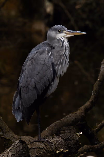 Photo animaux de compagnie photographe Rhône Loire